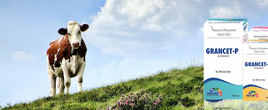 How to choose the best PCD veterinary pharma franchise partner 13 best PCD veterinary pharma