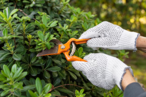 cgbvbnvnmvh 5 Essential Landscaping Services Every Home In The Villages Needs