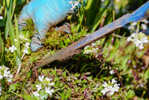 nvnvnb 5 Essential Landscaping Services Every Home In The Villages Needs