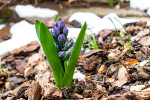 vbnvhnvh 5 Essential Landscaping Services Every Home In The Villages Needs