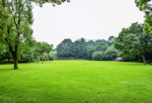 7-Step Lawn Care Plan For A Healthy And Vibrant Yard 13 lawn